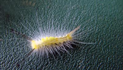 Punk-haired bug