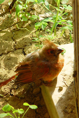 Baby Cardinal