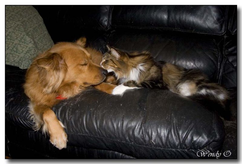 Can I lick your nose?