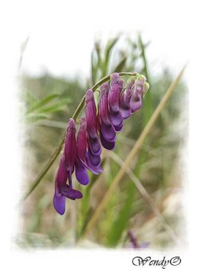 Wildflowers