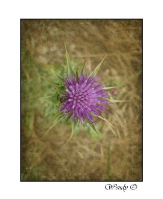 Thistle