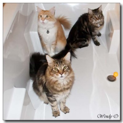 Cats in the Tub