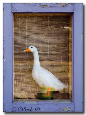Duck in Window