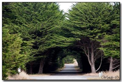 Tree Tunnel