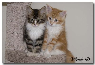 Angus & Beulah 10 weeks