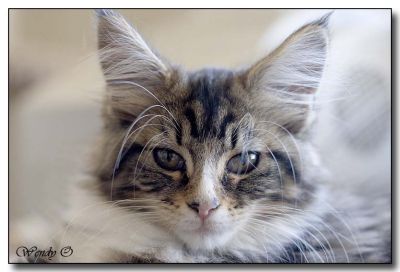 11 weeks