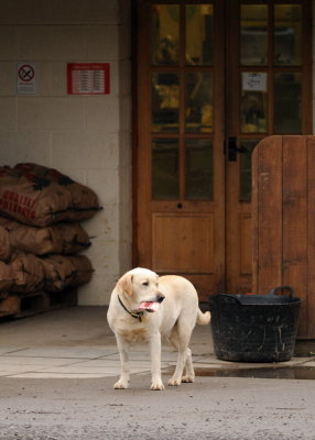 Frome Valley Farm Shop Dog