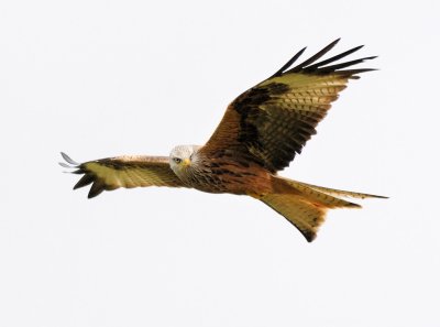 1434 Red Kite 300mm F2.8  F5.6.jpg