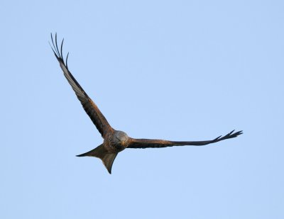 1293 Welsh Red Kite.jpg