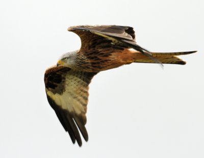 1407 Welsh Red Kite.jpg