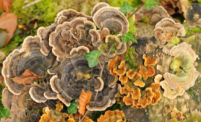 6300 Tree Stump Funghi-1.jpg