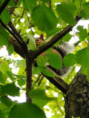 6284 Leigh Woods Guardian Squirrell.jpg