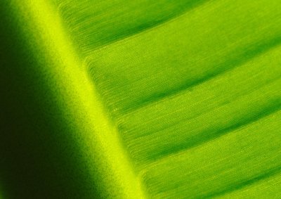 7078 Green Shield.jpg