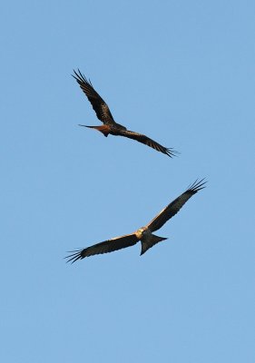 6537 Wheeling Kites.jpg