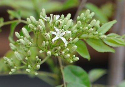 7854 Curry Leaf plant in Flower.jpg