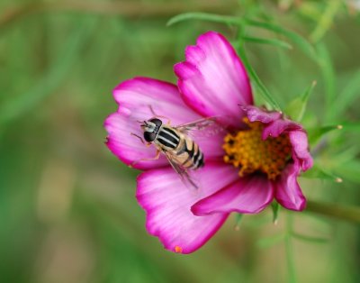 9482 Contented Hoverfly.jpg