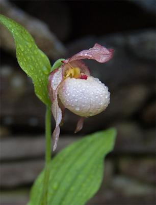 Orchid - 1.jpg