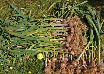 Early Wight Garlic - crop.jpg