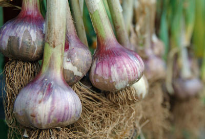 Early Wight Garlic - drying.jpg