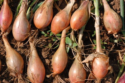 2047- Longue Shallots-1.jpg