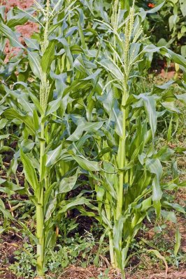 2150-Young sweetcorn.jpg