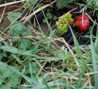 6091-2008 Early Rhubarb.jpg