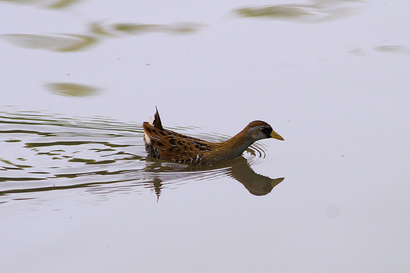 IMG_0918 copy.jpg