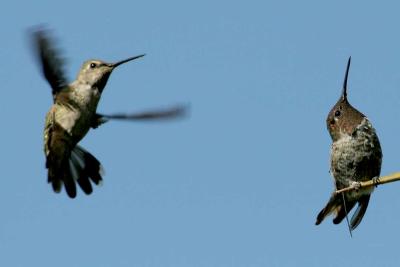 IMG_7899 hummers.jpg