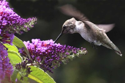 IMG_3129 hummers.jpg