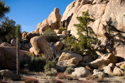 Joshua Tree 2012