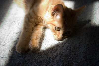 Sam