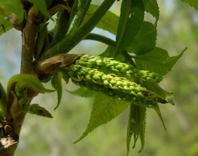 Pecan Maybe P4151383.jpg