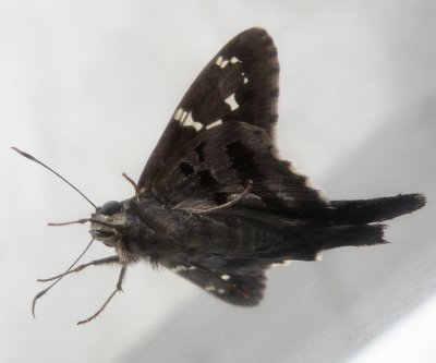 Moth Front PB220115.jpg