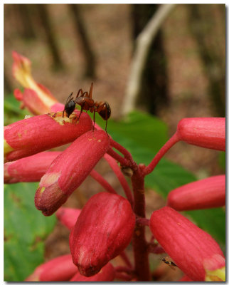Red Ant Flower P3230806E12.jpg