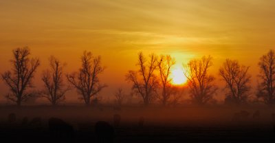 2253-Misty-Backyard-Sunrise.jpg