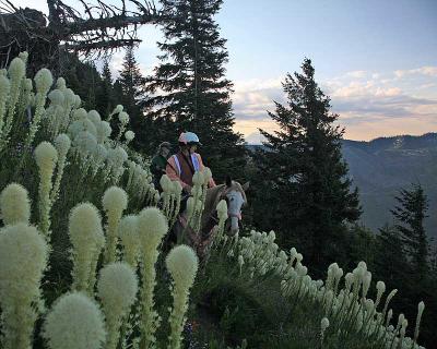Goat Mtn Trail with Bear Grass