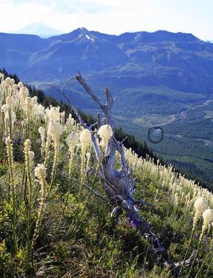 Bear grass and Green River Horse Camp (circled) Mt. Adams and Srawberry Ridge in the background