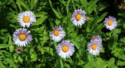 Wild flowers  (Tatoosh)