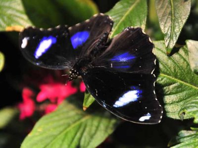 Live Butterfly Exhibit
