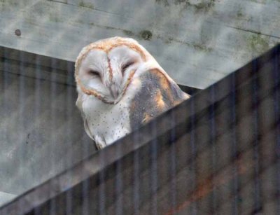 Barn Owl