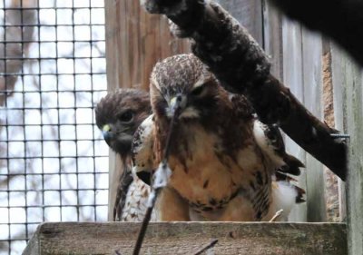 Red Tailed Hawks