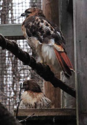 Red Tailed Hawks Perching & Posing