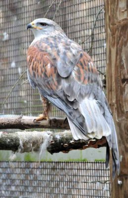 Ferruquinous Hawk