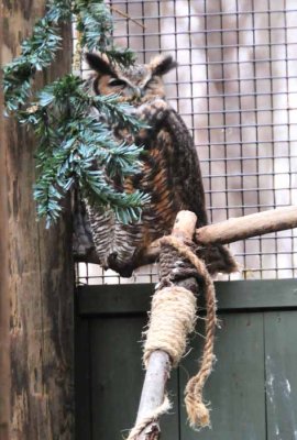 Great Horned Owl