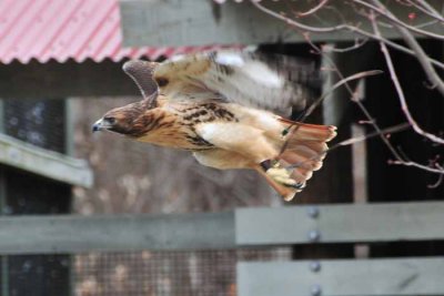 In Flight