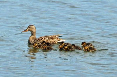 Ducklings!!