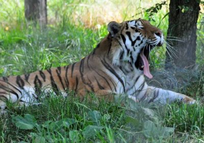 Yawn ...