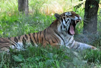Roar ...