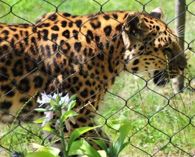 Amur Leopard