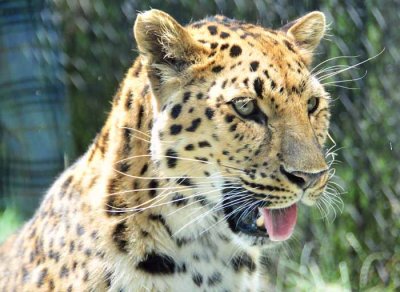 Magnificent Leopard
